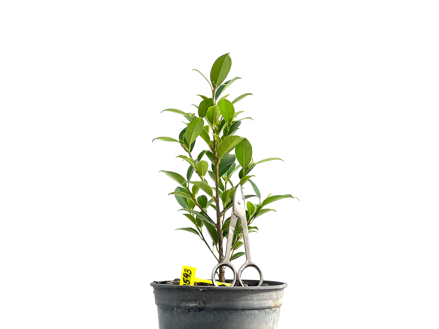 Ficus Tiger Bark 2593