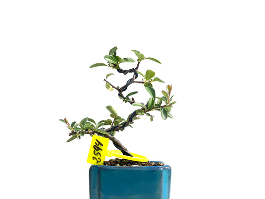Pyracantha 2594