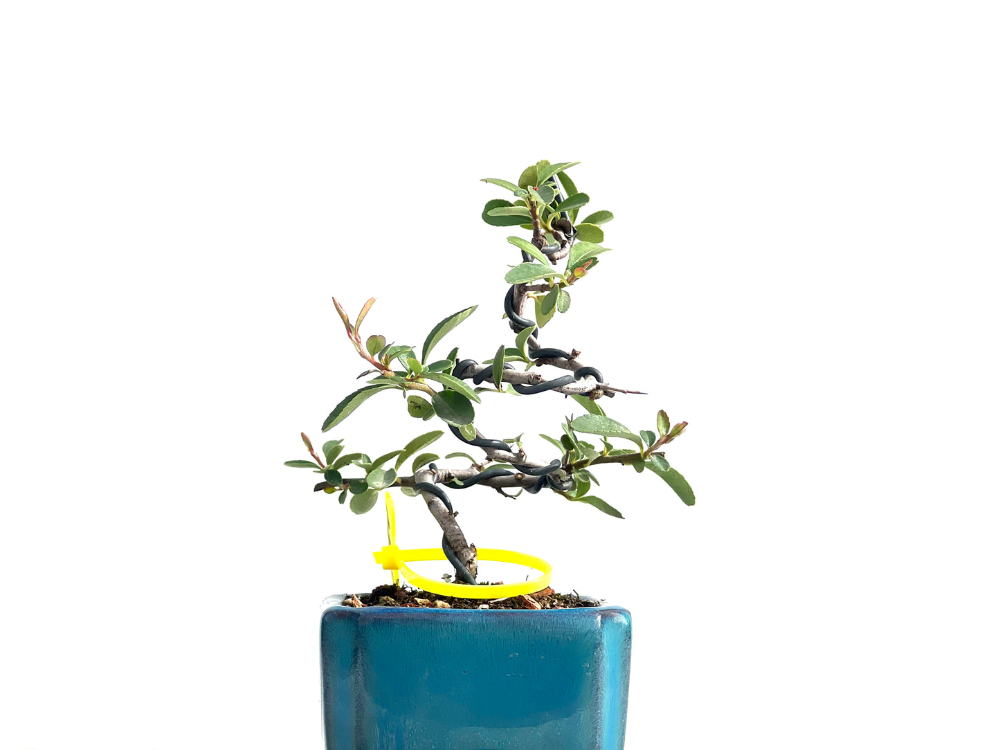 Pyracantha 2594