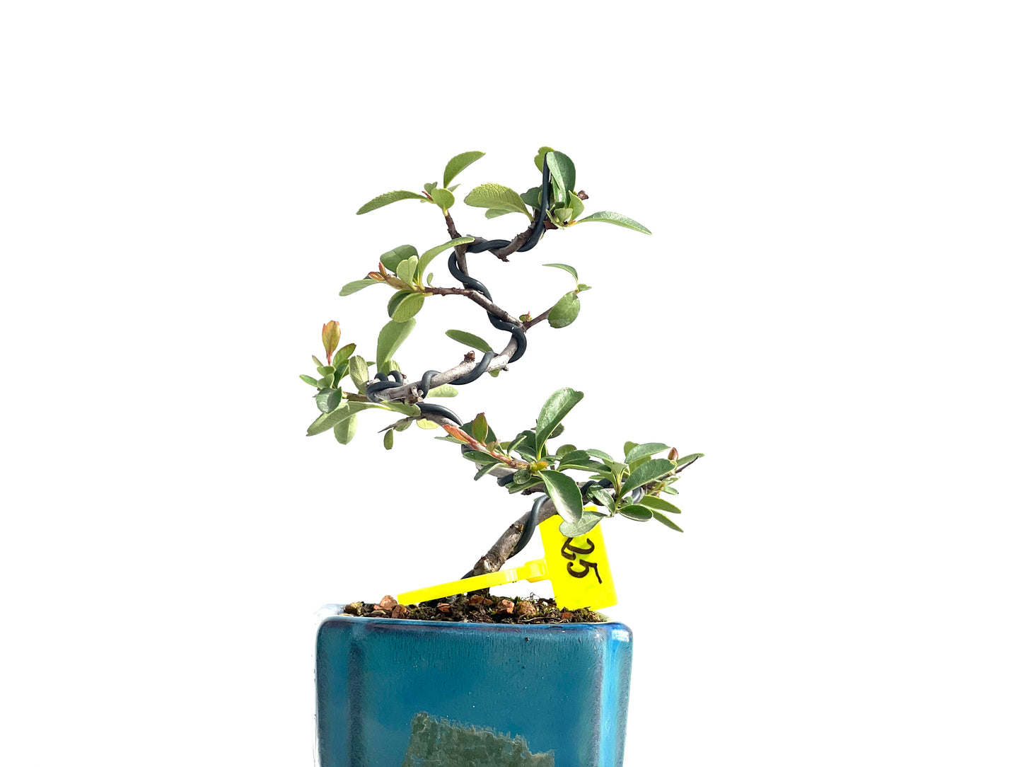 Pyracantha 2594
