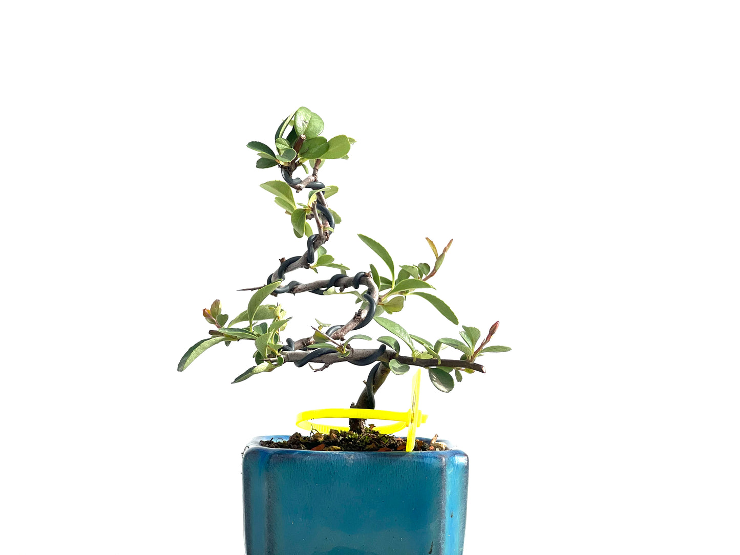 Pyracantha 2594