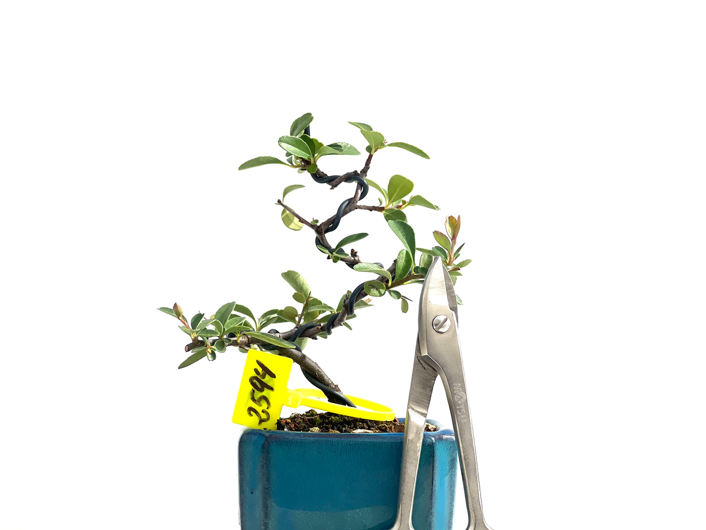 Pyracantha 2594