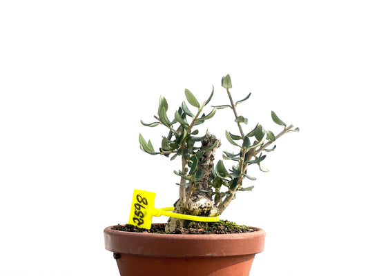 Olea Europaea Sylvestris 2598