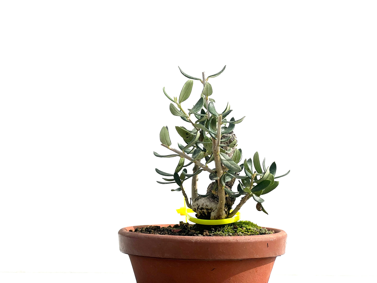 Olea Europaea Sylvestris 2598