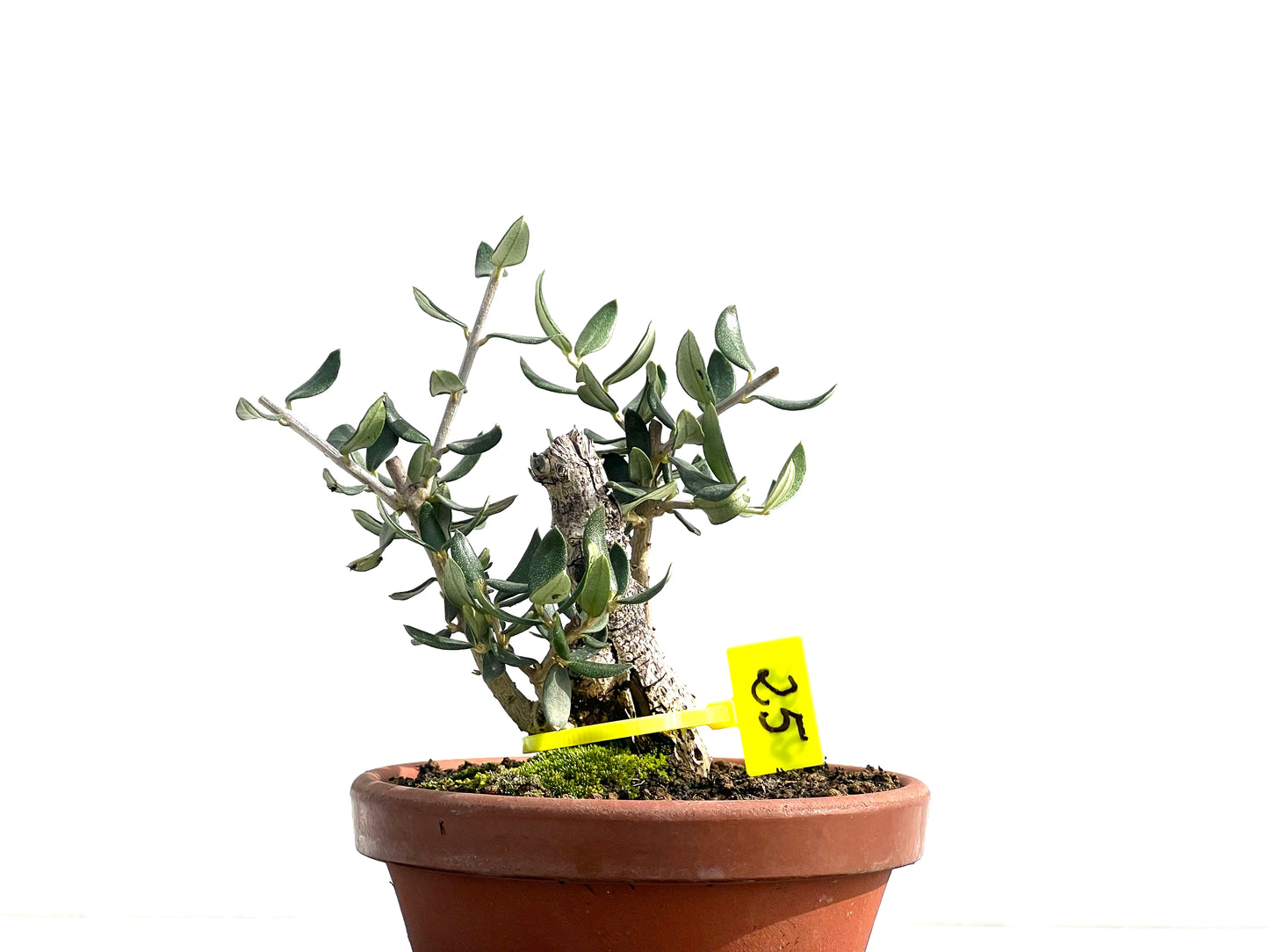 Olea Europaea Sylvestris 2598