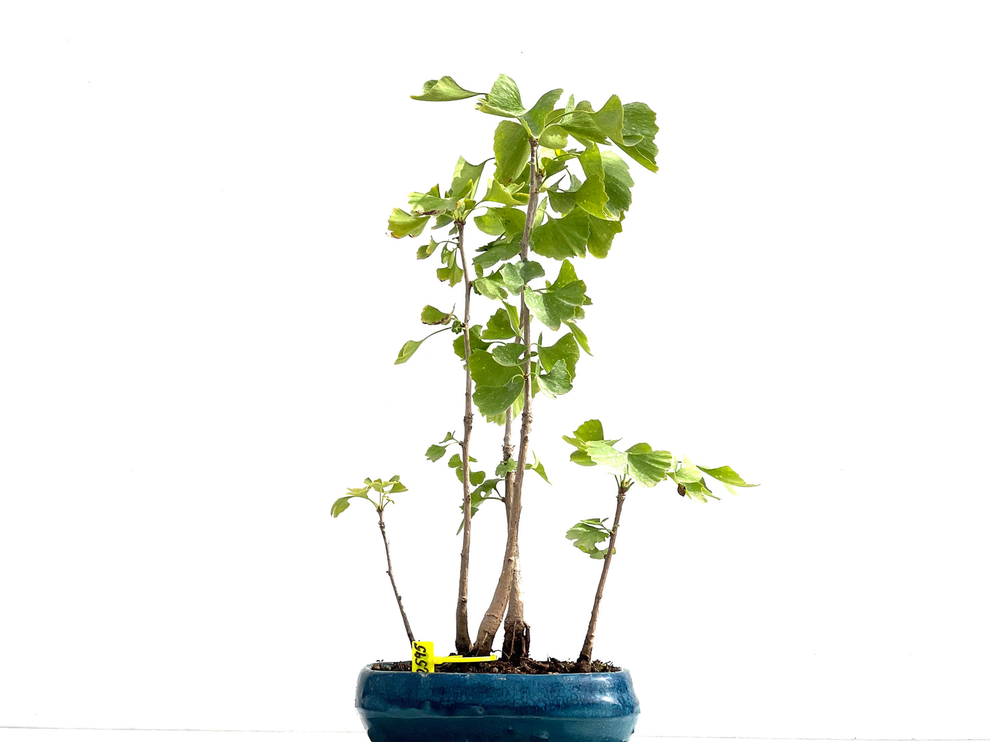 Ginkgo Biloba 2595