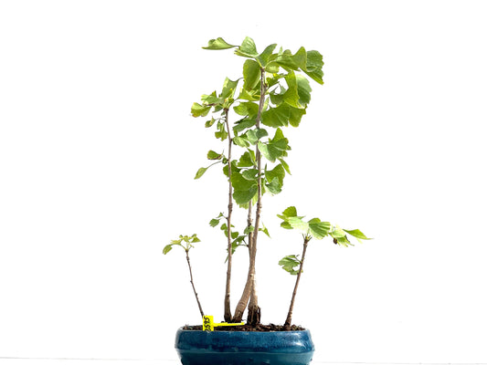 Ginkgo Biloba 2595