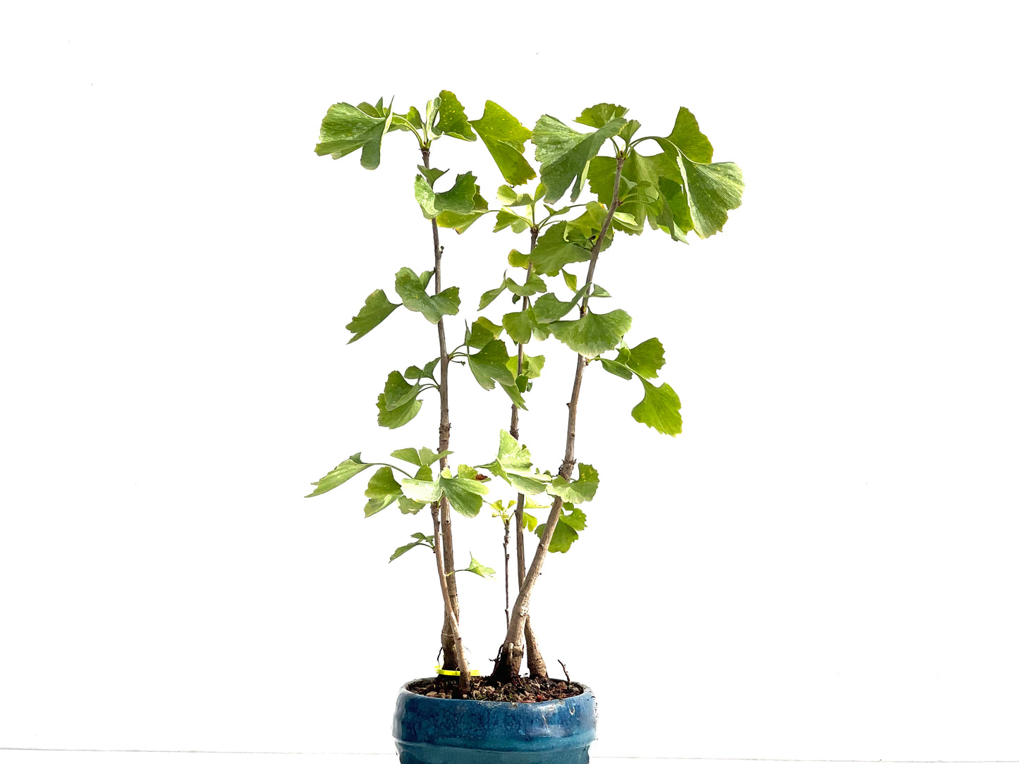 Ginkgo Biloba 2595