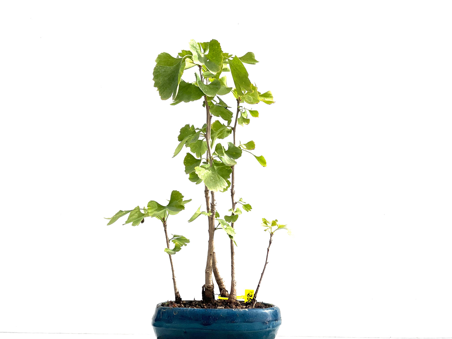 Ginkgo Biloba 2595