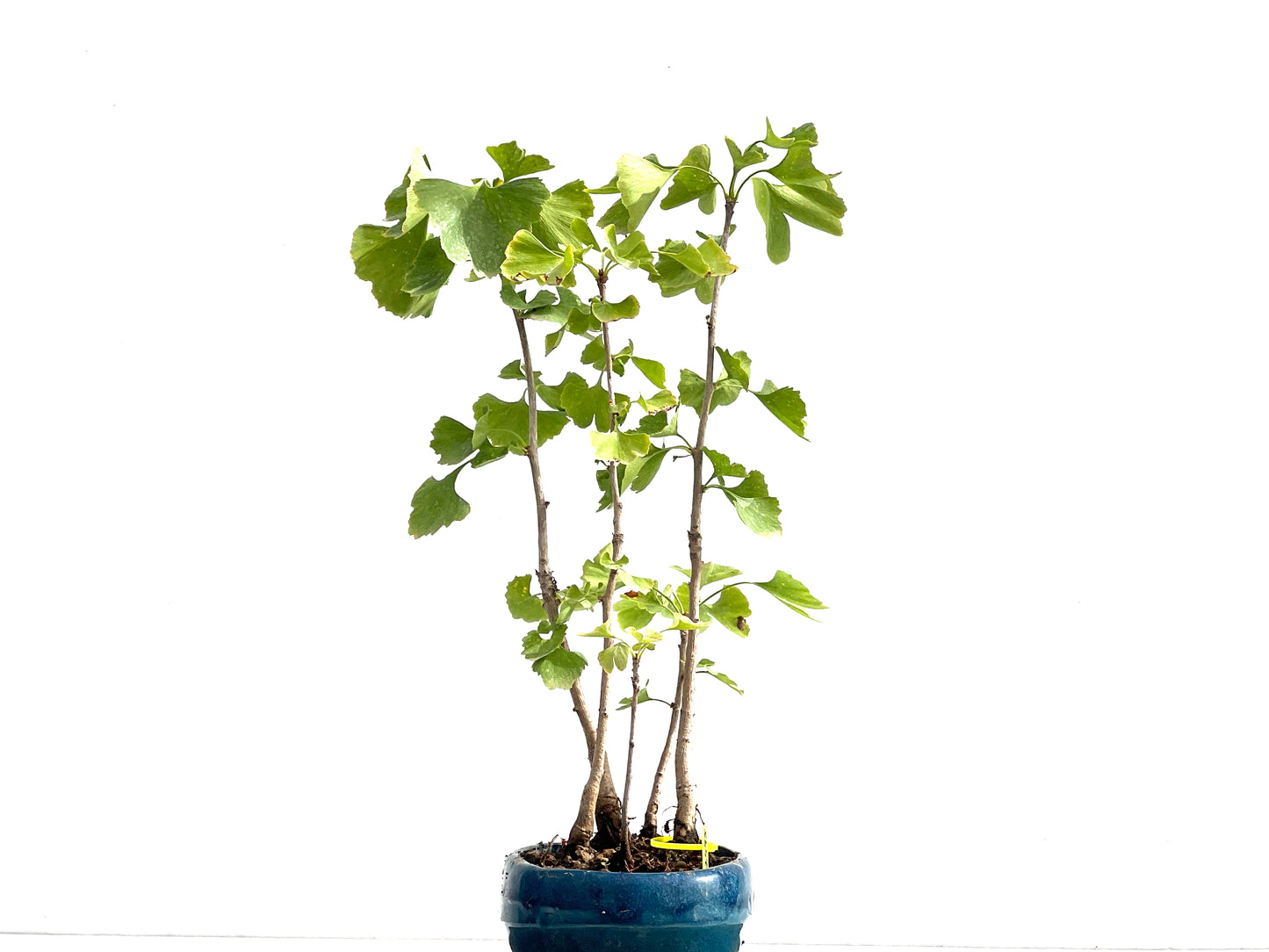 Ginkgo Biloba 2595