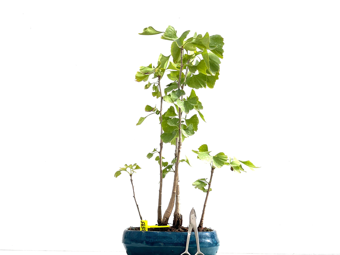Ginkgo Biloba 2595