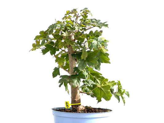 Acer Campestris 2597