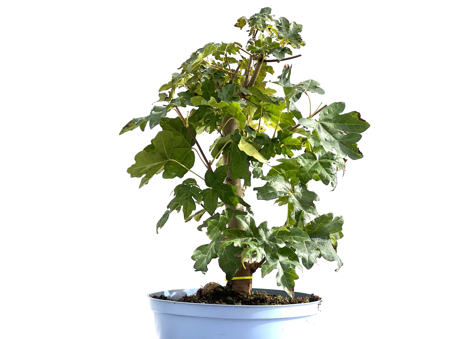 Acer Campestris 2597