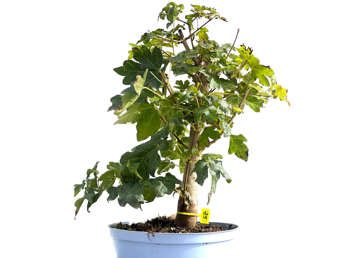 Acer Campestris 2597