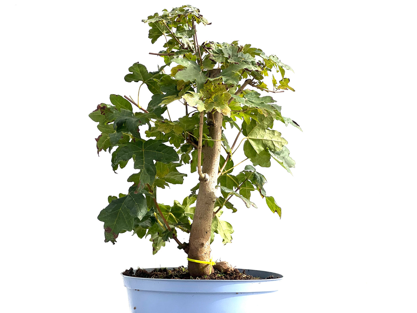 Acer Campestris 2597