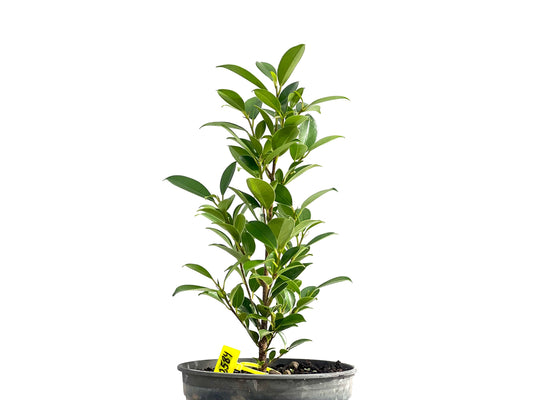 Ficus Tiger Bark 2584