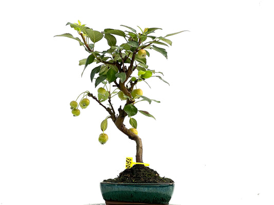Malus Everest 0156