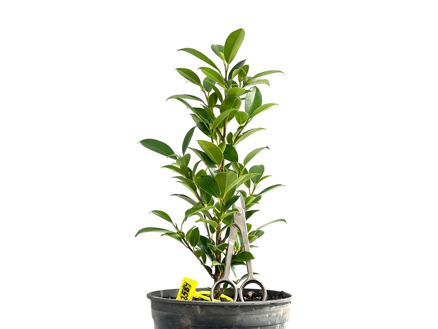 Ficus Tiger Bark 2584