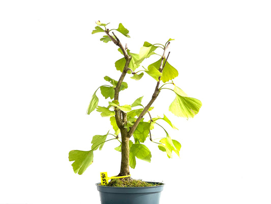 Ginkgo Biloba 2590