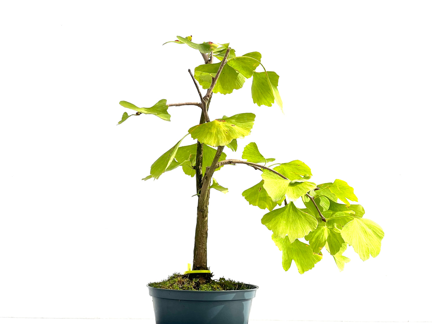 Ginkgo Biloba 2590