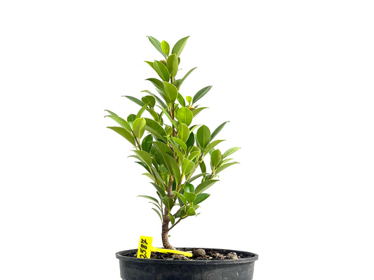 Ficus Tiger Bark 2587