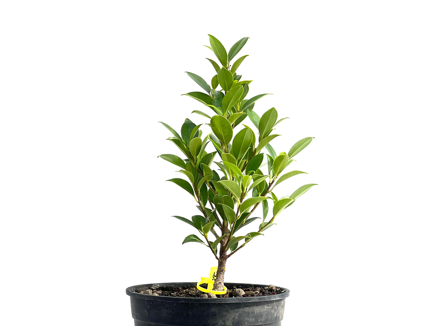 Ficus Tiger Bark 2587