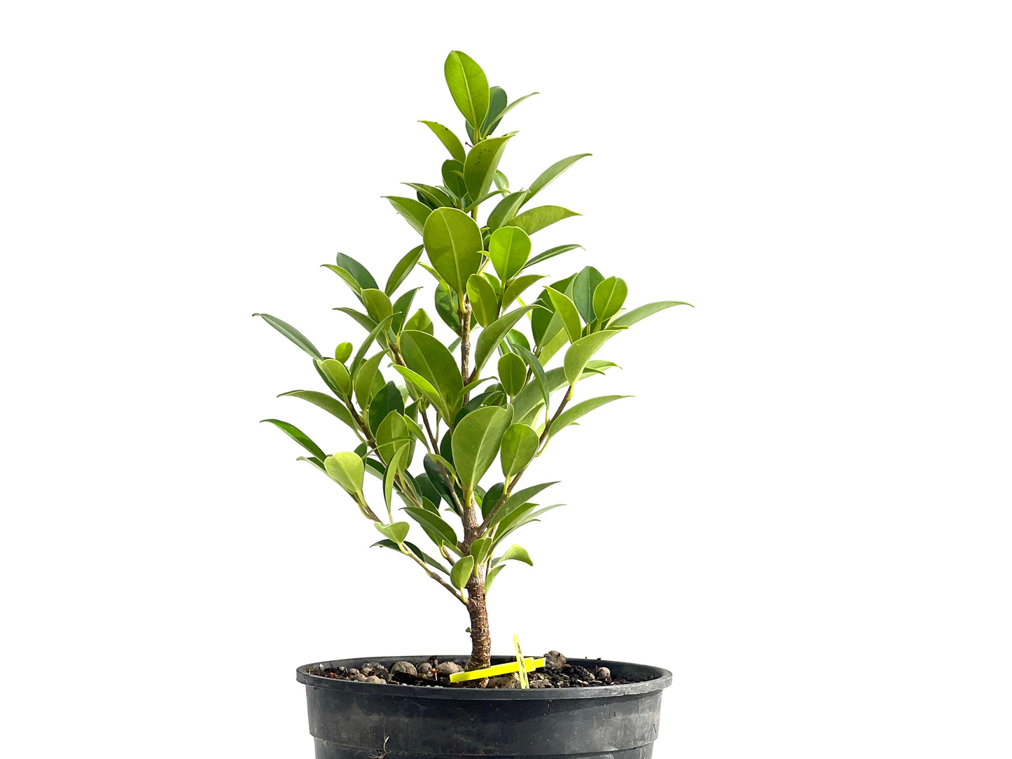 Ficus Tiger Bark 2587