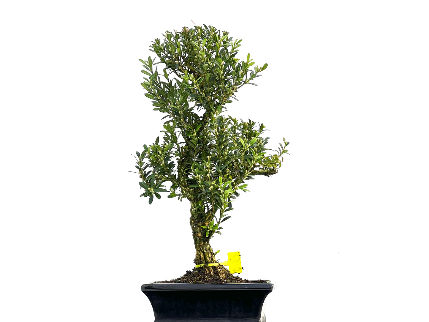 Buxus Harlandii 0157