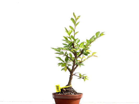 Olmo Nire Keyaki 2588