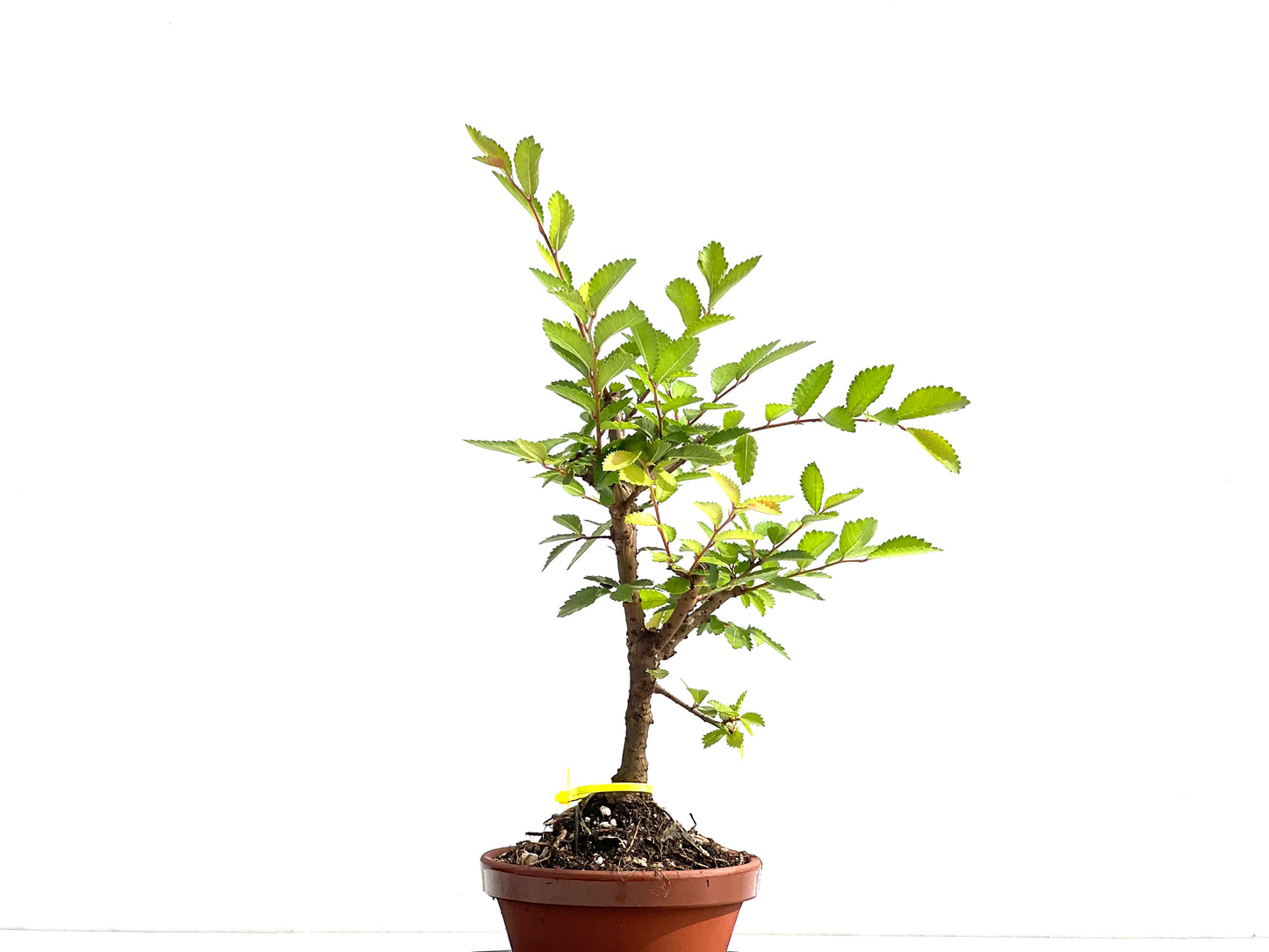 Olmo Nire Keyaki 2588