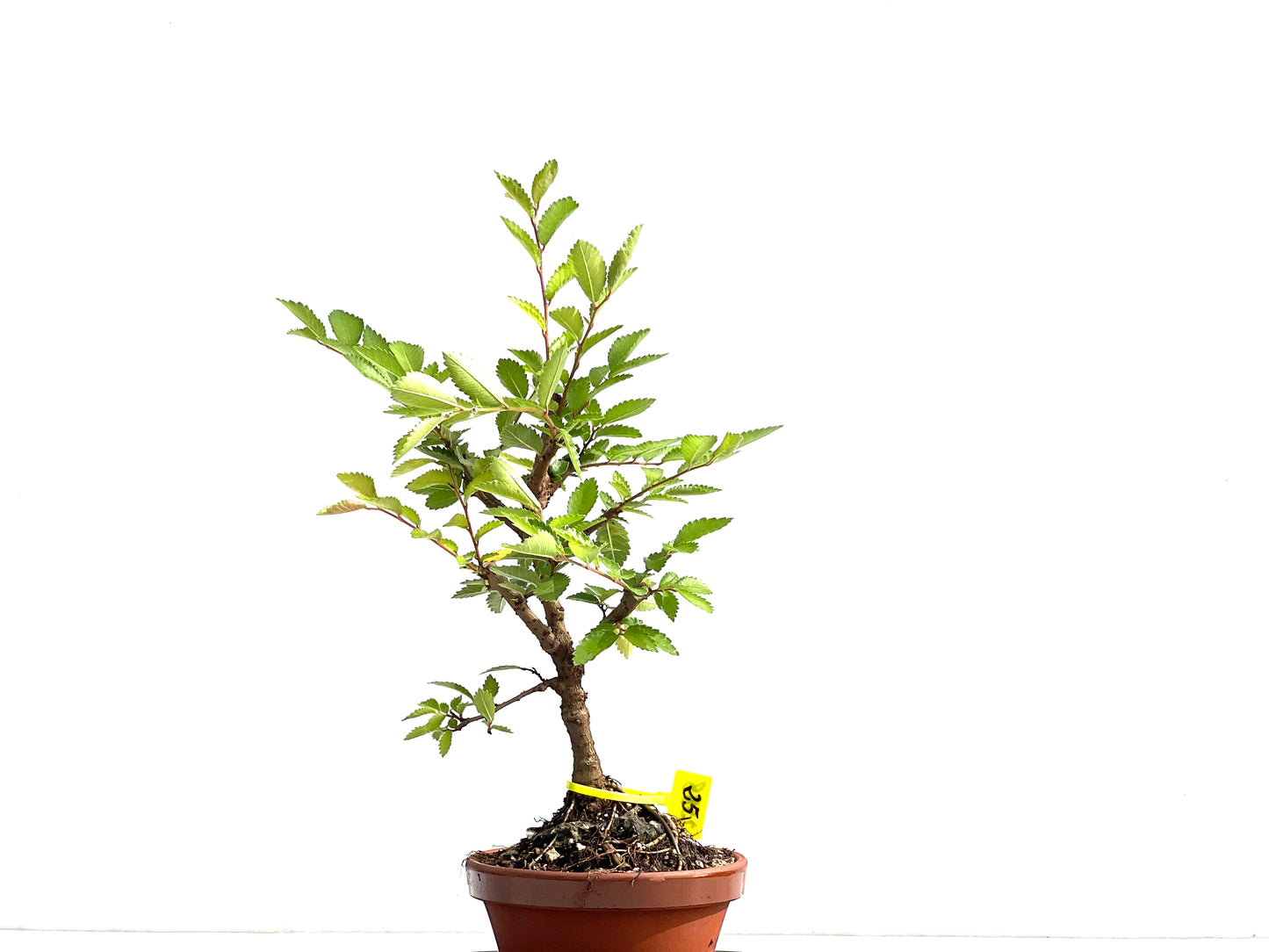 Olmo Nire Keyaki 2588