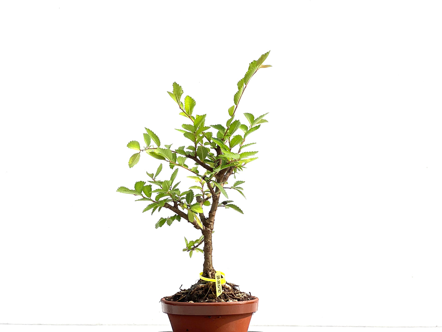 Olmo Nire Keyaki 2588