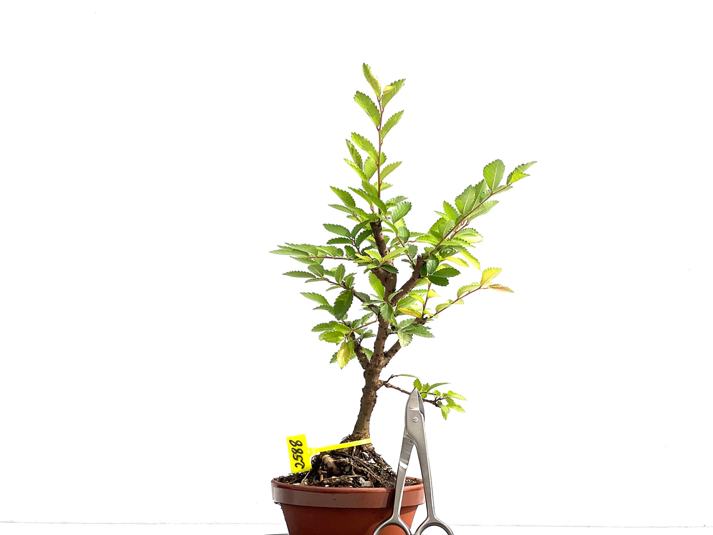 Olmo Nire Keyaki 2588