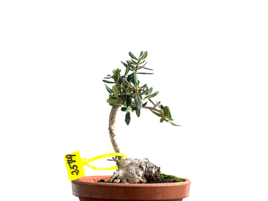 Olea Europaea Sylvestris 2579