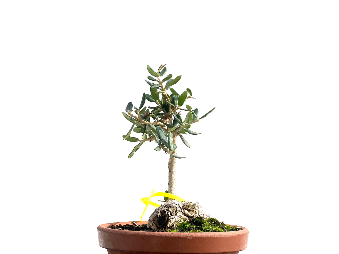 Olea Europaea Sylvestris 2579