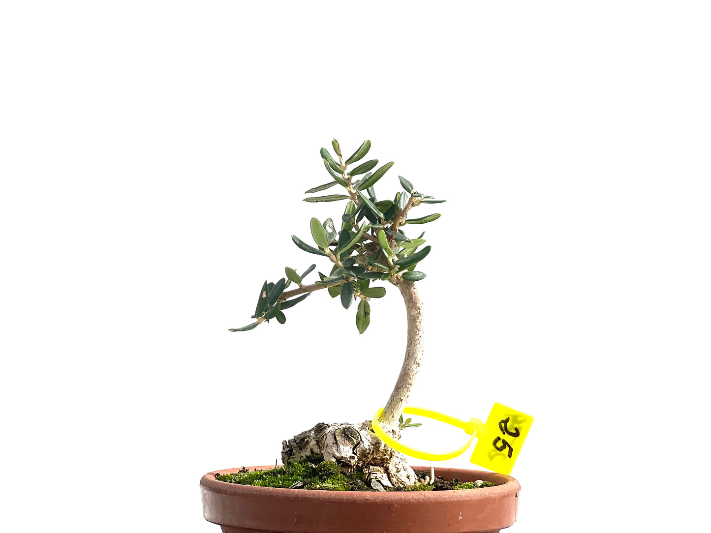 Olea Europaea Sylvestris 2579
