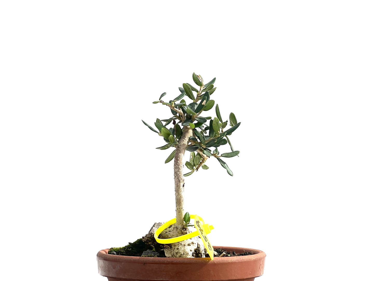 Olea Europaea Sylvestris 2579