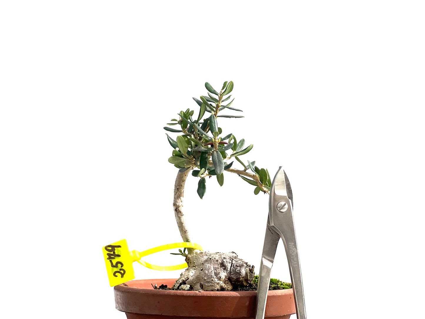 Olea Europaea Sylvestris 2579