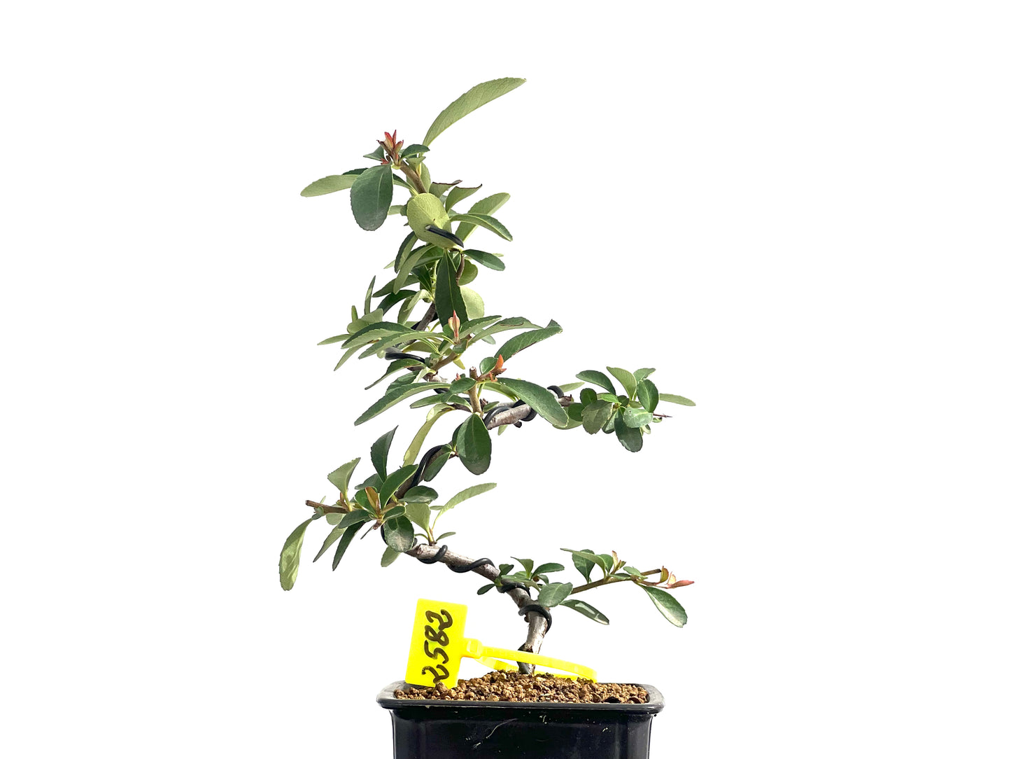 Pyracantha 2582