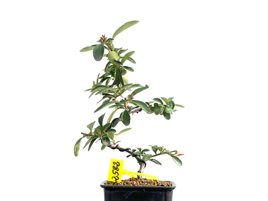 Pyracantha 2582