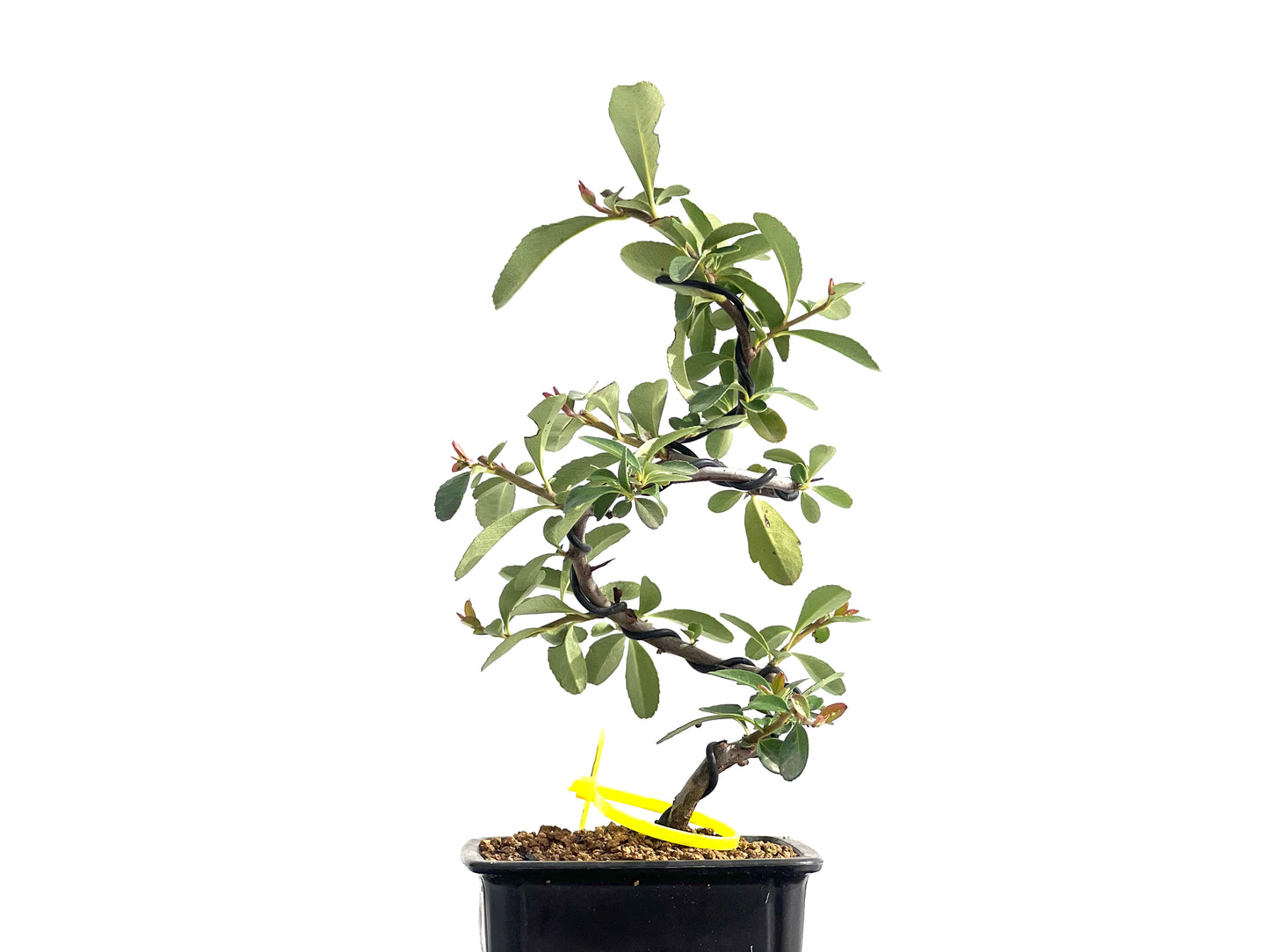 Pyracantha 2582