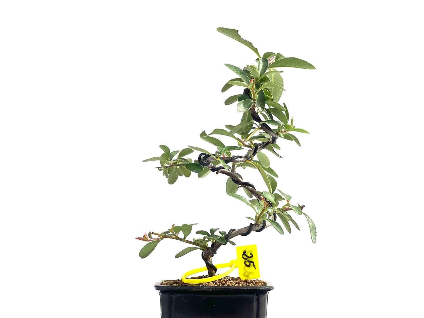 Pyracantha 2582