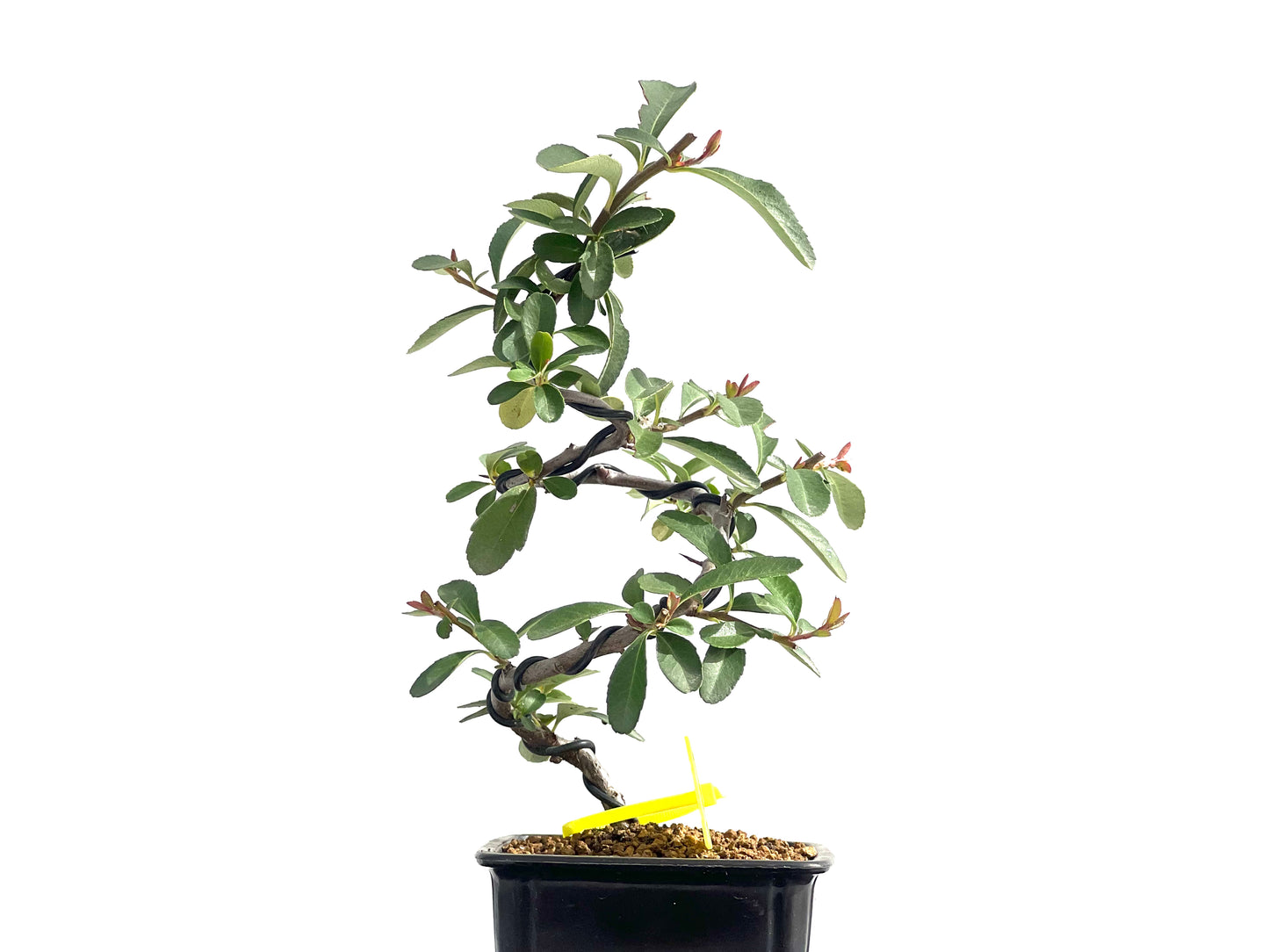 Pyracantha 2582