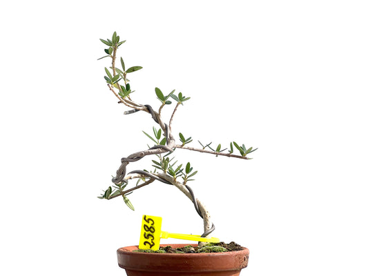 Olea Europaea Sylvestris 2585