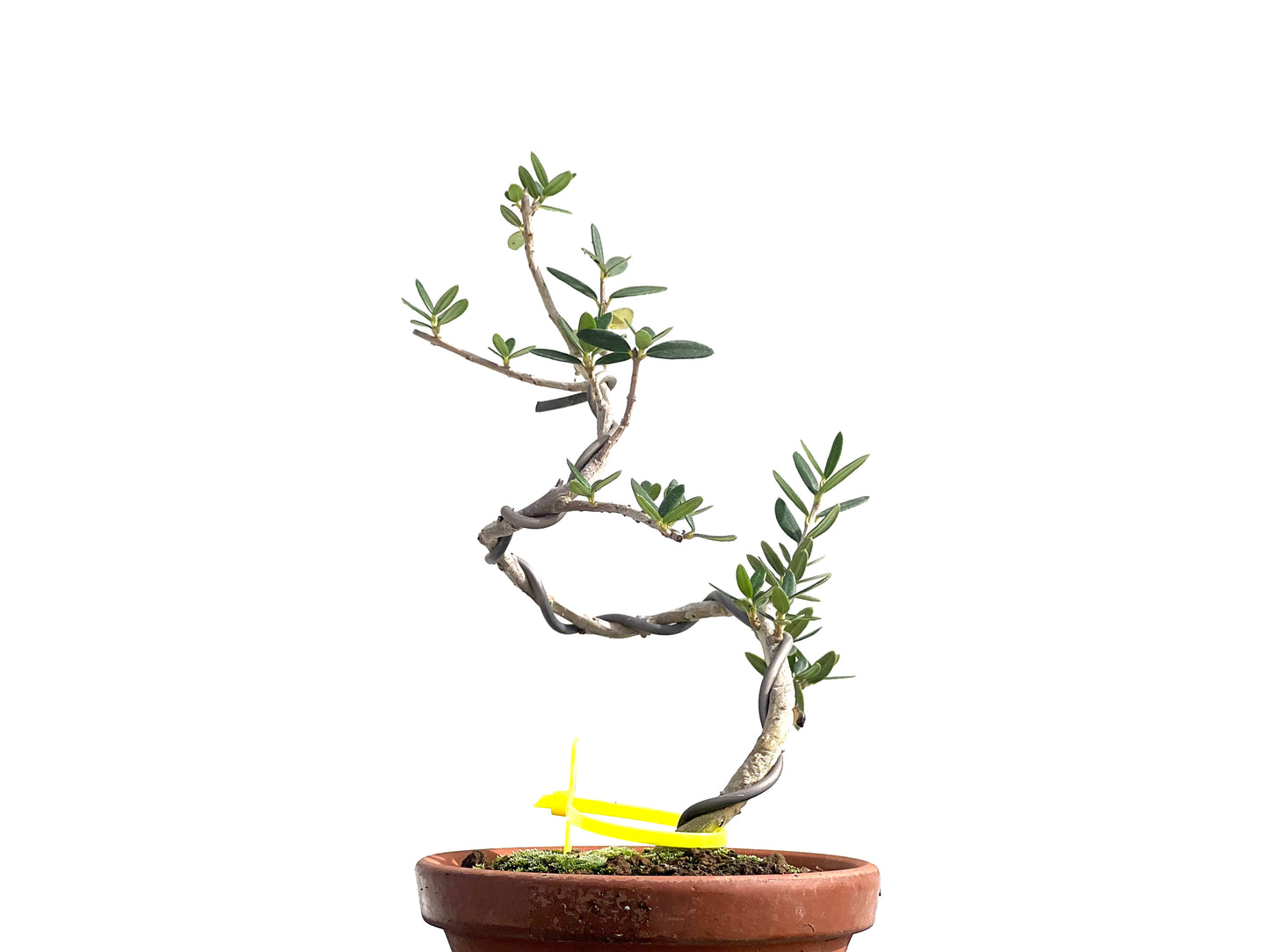 Olea Europaea Sylvestris 2585