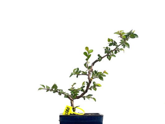 Ulmus Parvifolia 2580