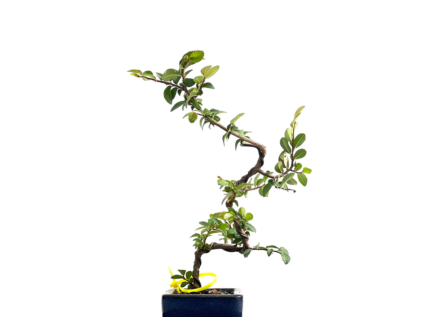 Ulmus Parvifolia 2580