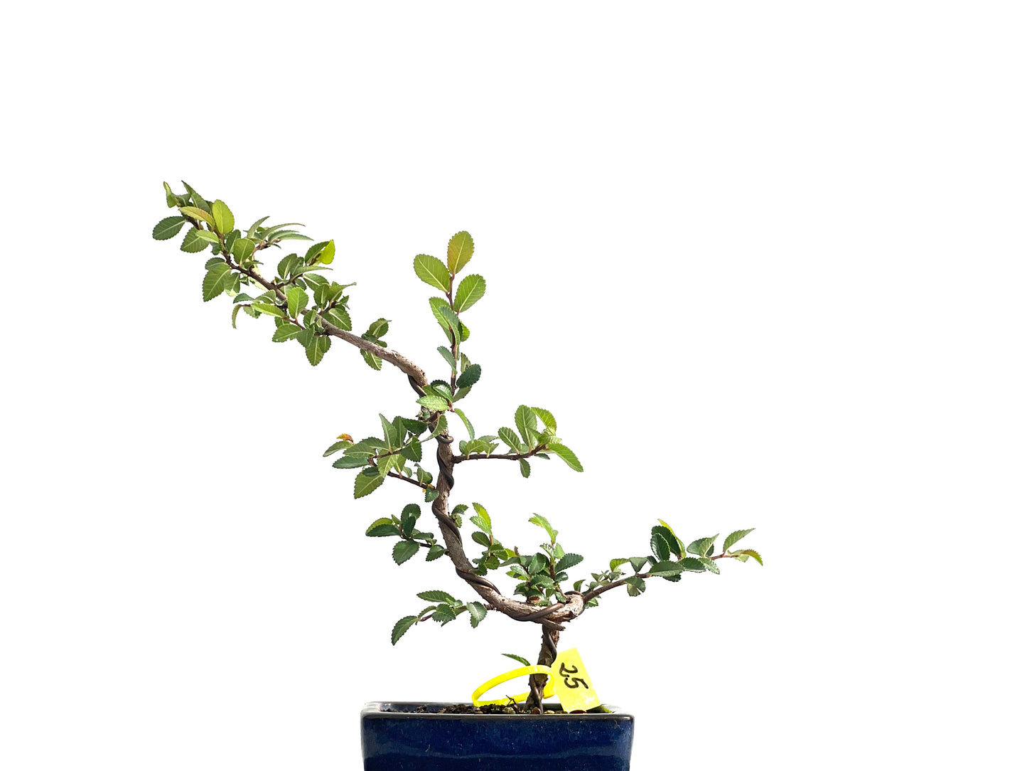 Ulmus Parvifolia 2580