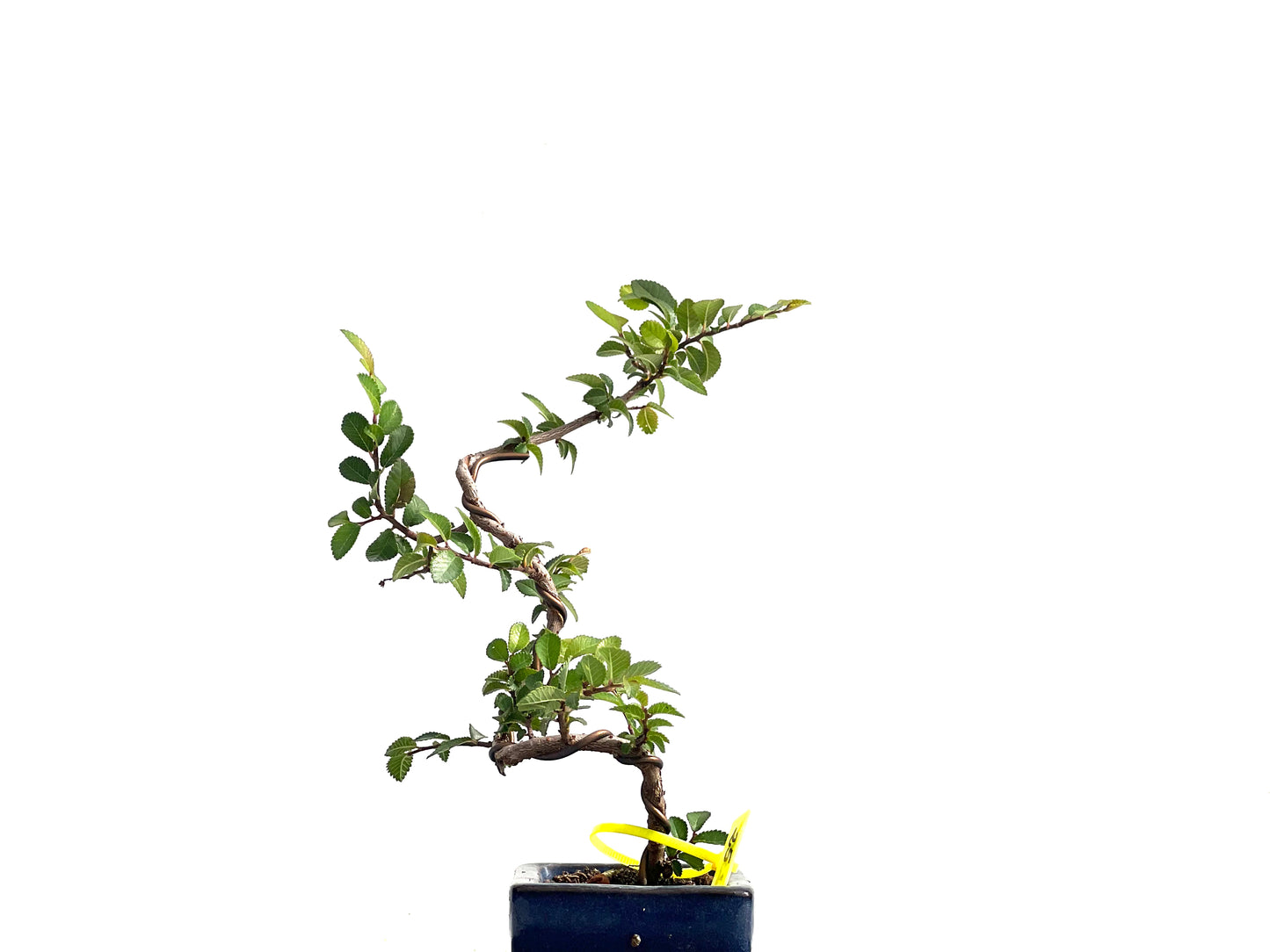 Ulmus Parvifolia 2580
