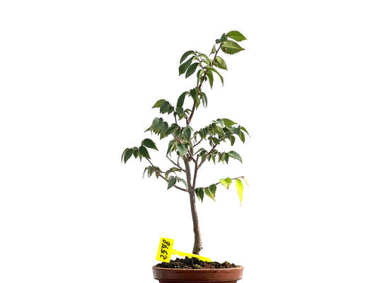 Zelkova Serrata 2578